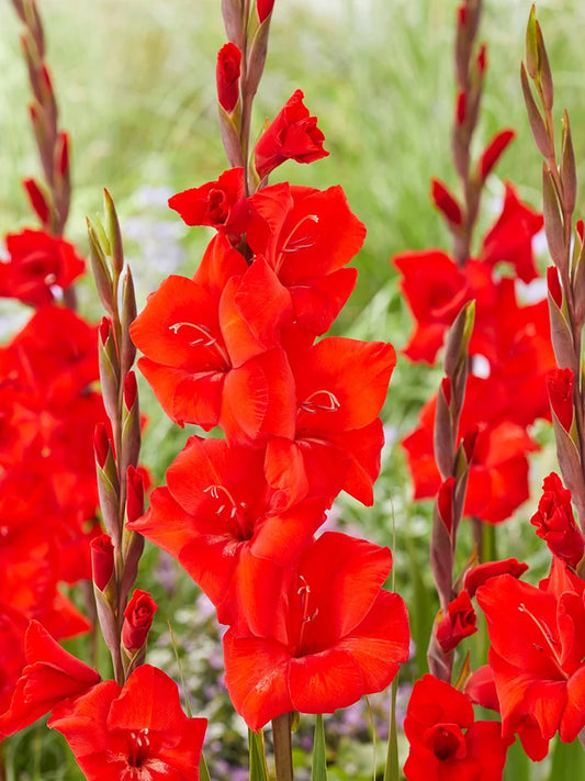 Bio Gladiolus 'Dador de Pan' - biologische rode zwaardlelie | Bloemoloog.nl