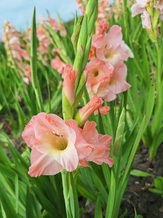 Bio Gladiolus 'Karma' - biologische zalmkleurige zwaardlelie | Bloemoloog.nl