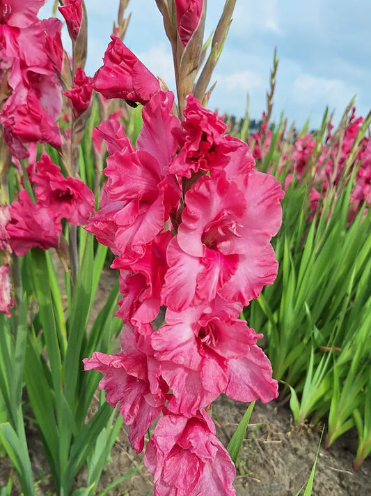 Bio Gladiolus 'Kingston Ruffle' biologische hardroze zwaardlelie | Bloemoloog.nl