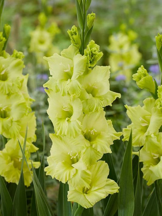 Bio Gladiolus 'Kio' - biologisch gekweekte lichtgele zwaardlelie | Bloemoloog.nl