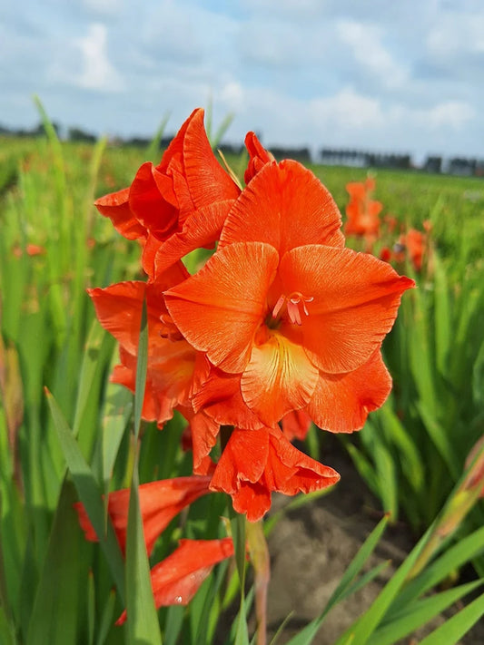 Bio Gladiolus 'Live Oak' biologische oranje zwaardlelie | Bloemoloog.nl