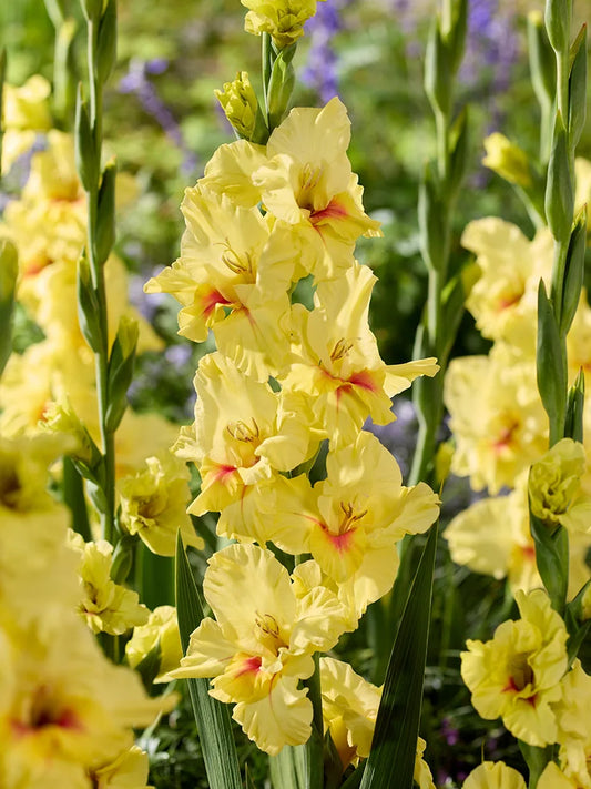 Bio Gladiolus 'Maxial' - Biologische gele zwaardlelie met een oranje hartje | Bloemoloog.nl