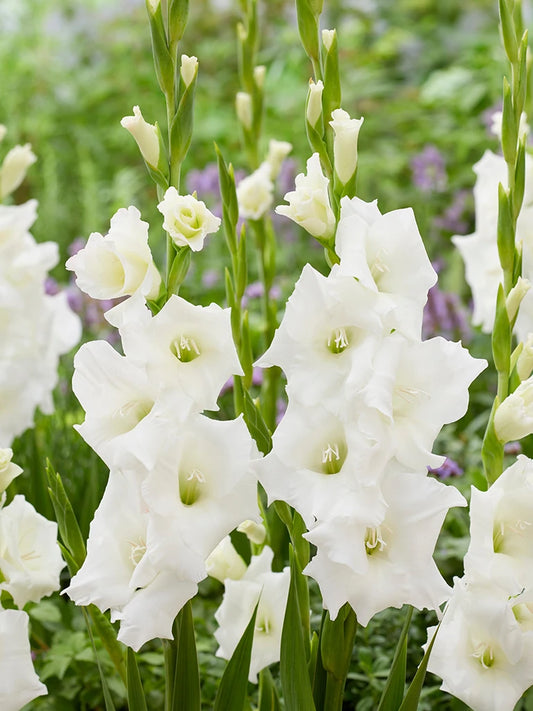 Bio Gladiolus 'Piet Mohlen' - Biologische witte zwaardlelie | Bloemoloog.nl