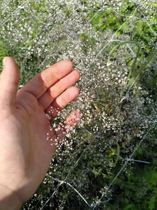 Bio Gypsophila 'Snowflake' - biologische witte gipskruid pluimgipskruid - Bloemoloog