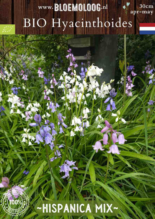 Bio Hyacinthoides 'Hispanica Mix' biologische boshyacinten spaanse hyacinten blauw, roze, wit - bloemoloog