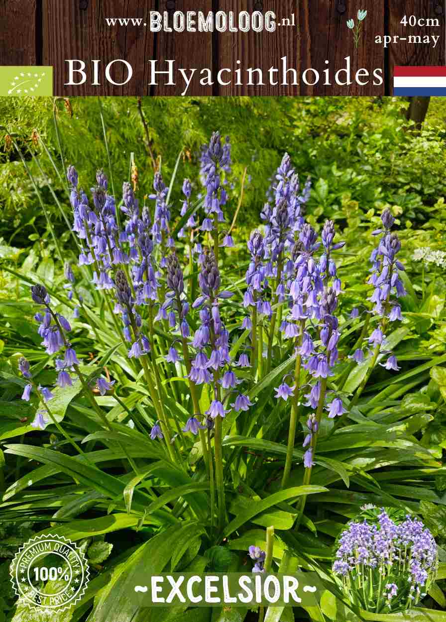 Bio Hyacinthoides hispanica 'Excelsior' biologische blauwe boshyacint Spaanse hyacint - Bloemoloog