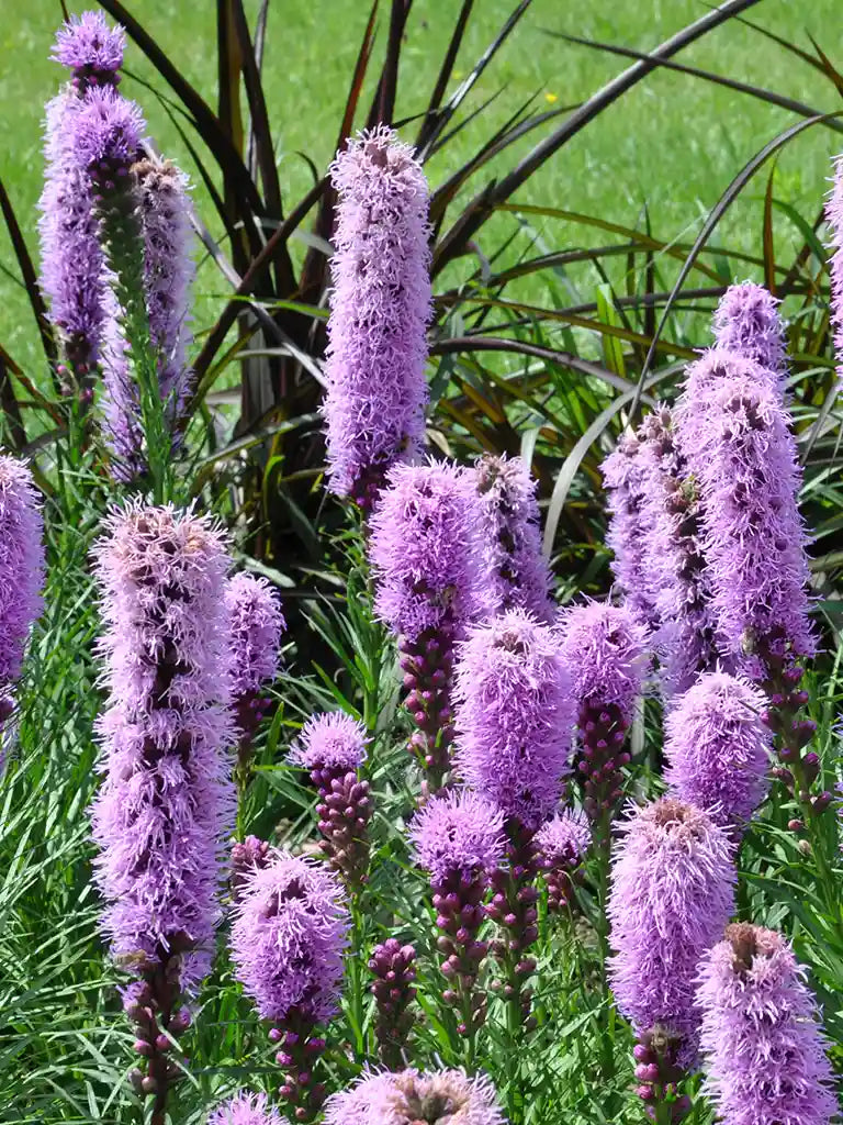Bio Liatris 'Spicata' - Biologische paarse lampenpoetser knopige slangenwortel | Bloemoloog
