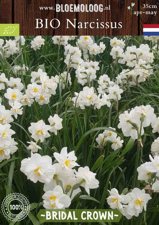 Bio Narcissus 'Bridal Crown' biologische crème kleurige trosnarcissen met gevulde bloemen - Bloemoloog
