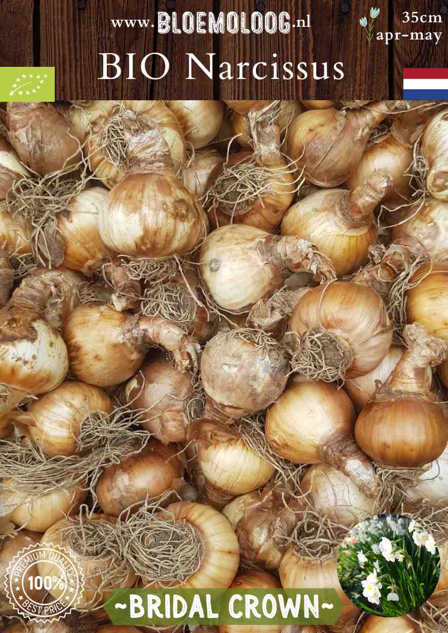 Bio Narcissus 'Bridal Crown' biologische crème kleurige trosnarcissen met gevulde bloemen - Bloemoloog bloembol foto
