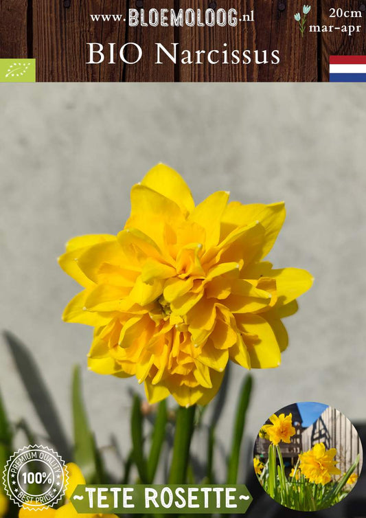 Bio Narcissus 'Tete Rosette' biologische gele dubbelbloemige dwergnarcis - Bloemoloog