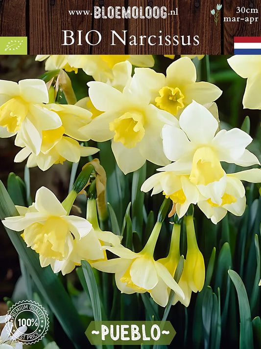 Bio Narcissus triandrus 'Pueblo' - Biologische grootkronige wit/gele narcis | Bloemoloog