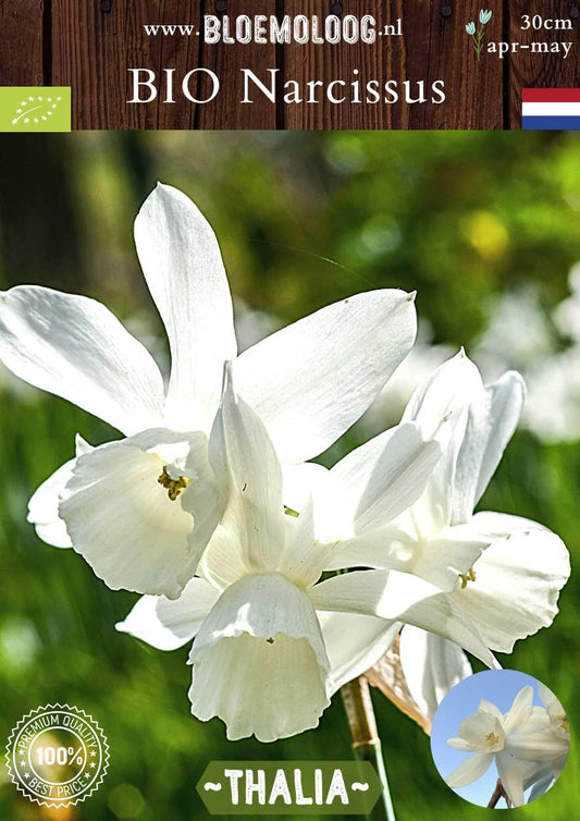 Bio Narcissus triandrus 'Thalia' biologische witte narcis Bloemoloog biologische bloembollen