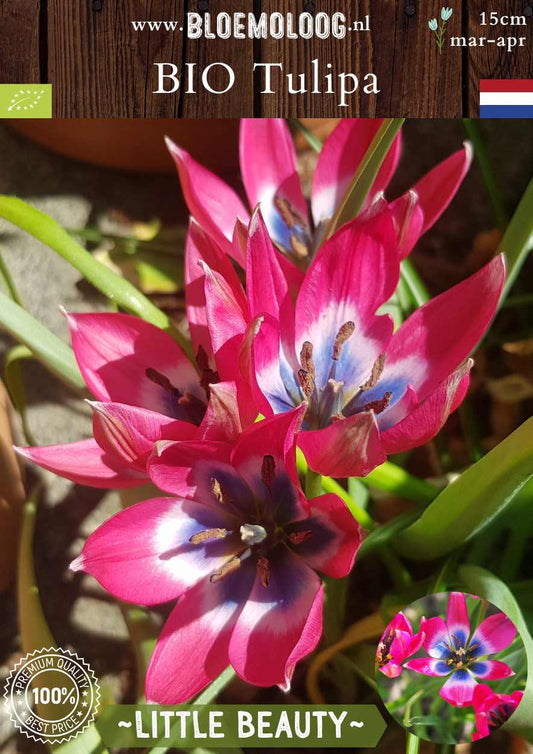 Bio Tulipa 'Little Beauty' Hageri roze-blauwe wildtulp botanische tulp