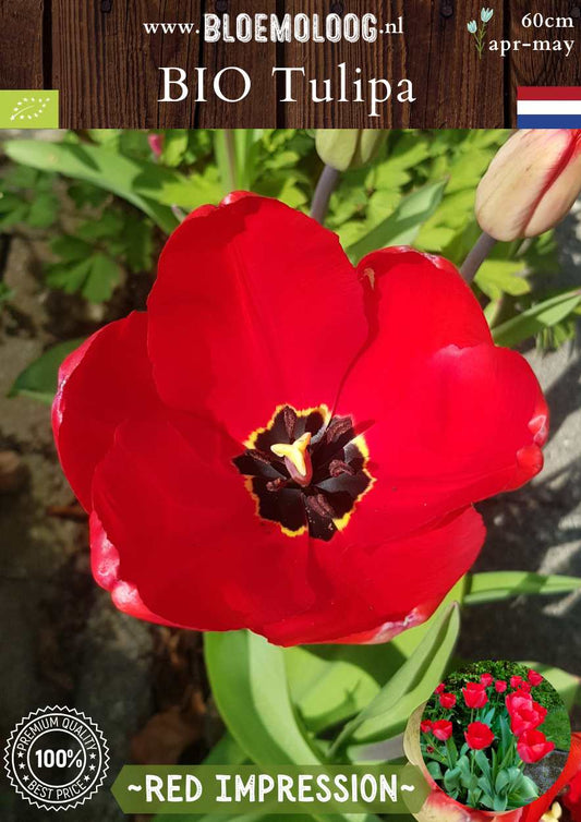 Bio Tulipa 'Red Impression' biologische bloembollen rode tulpen bloemoloog