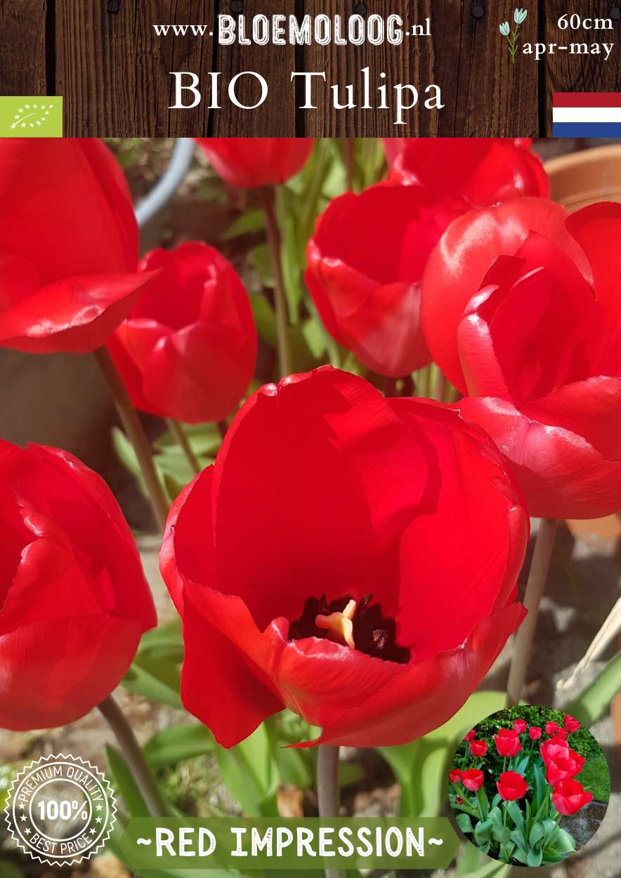 Bio Tulipa 'Red Impression' biologische bloembollen rode tulpen bloemoloog