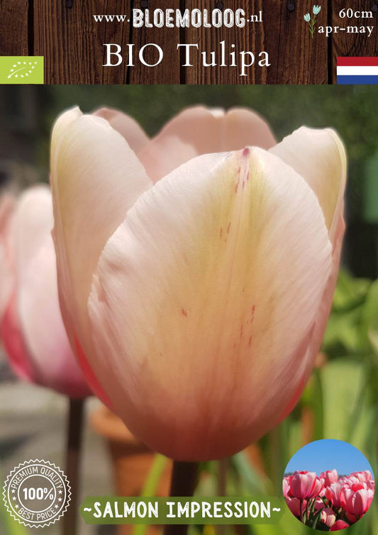 Bio Tulipa 'Salmon Impression' zalm kleurige laatbloeiende tulp