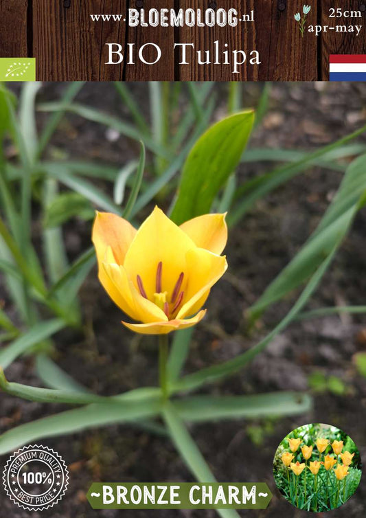 Bio Tulipa batalinii 'Bronze Charm' biologische brons gele botanische tulpen - Bloemoloog