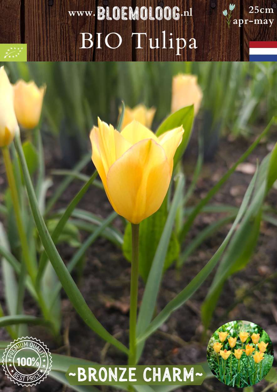 Bio Tulipa batalinii 'Bronze Charm' biologische brons gele botanische tulpen - Bloemoloog
