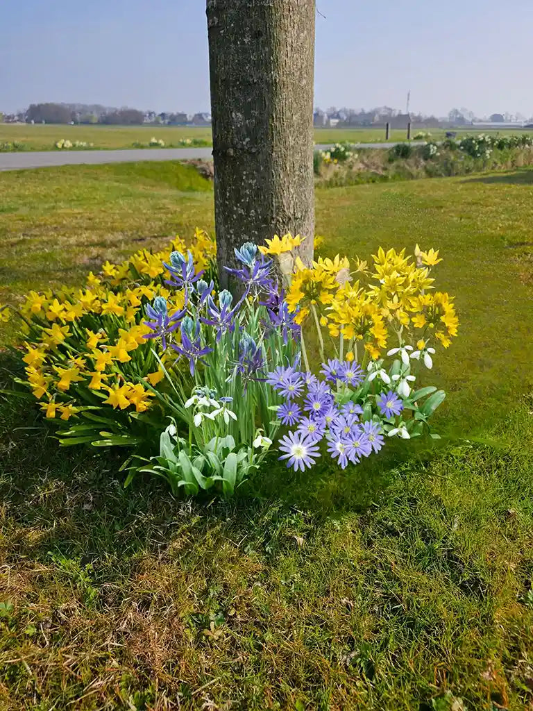 Boomspiegelpakket - Biologische bloembollen | Bloemoloog
