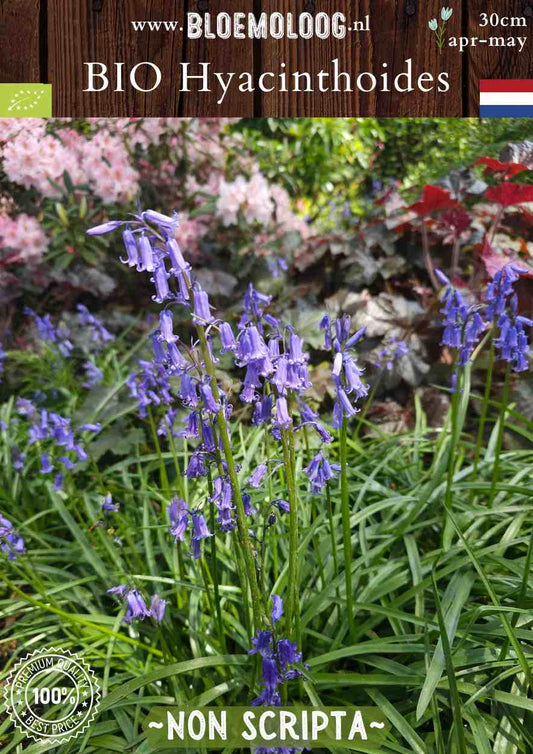 Scilla nutans syn. Bio Hyacinthoides 'Non Scripta' biologische blauwe boshyacintwilde hyacint - Bloemoloog biologische bloembollen