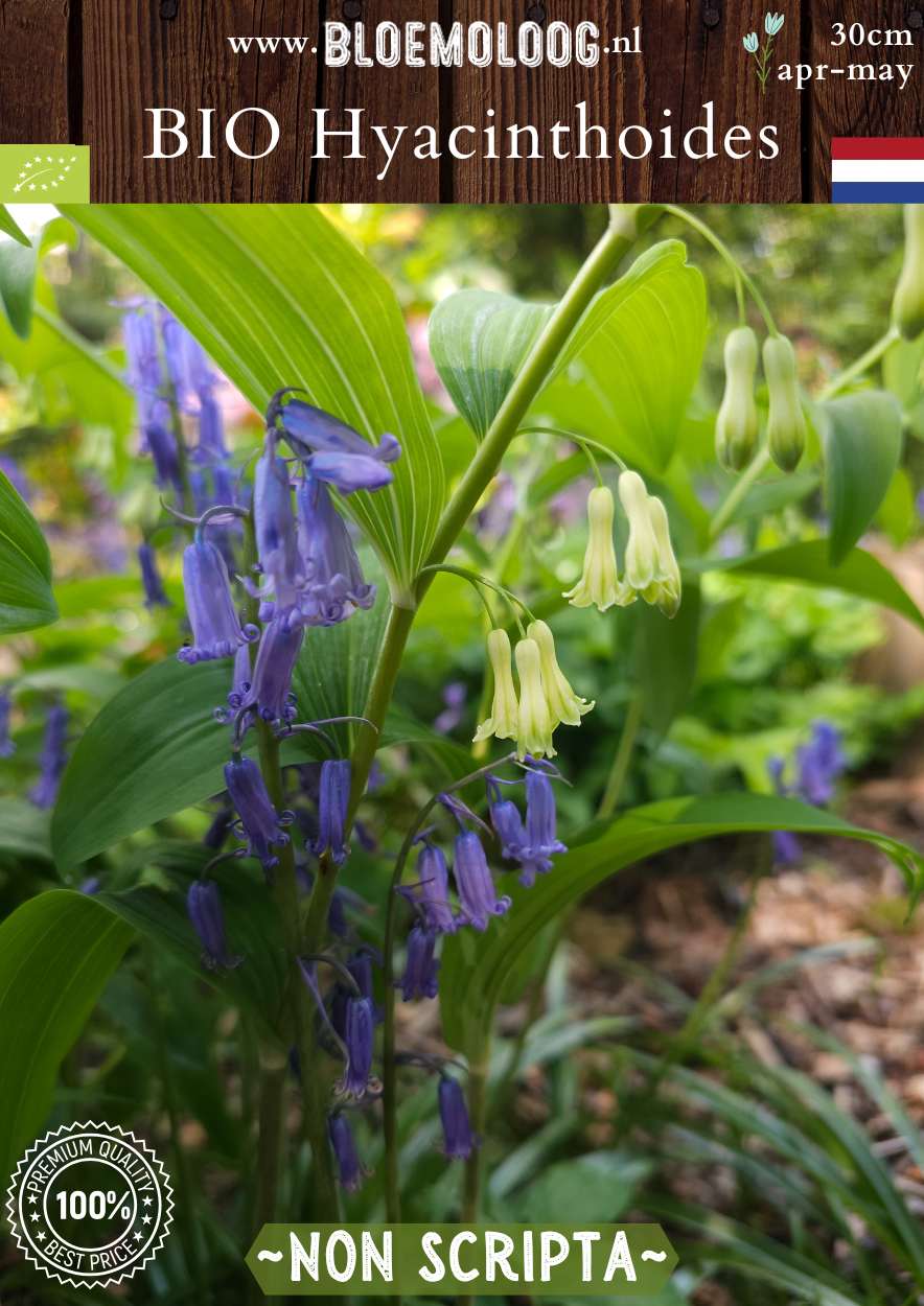 Scilla nutans syn. Bio Hyacinthoides 'Non Scripta' biologische blauwe boshyacintwilde hyacint - Bloemoloog biologische bloembollen