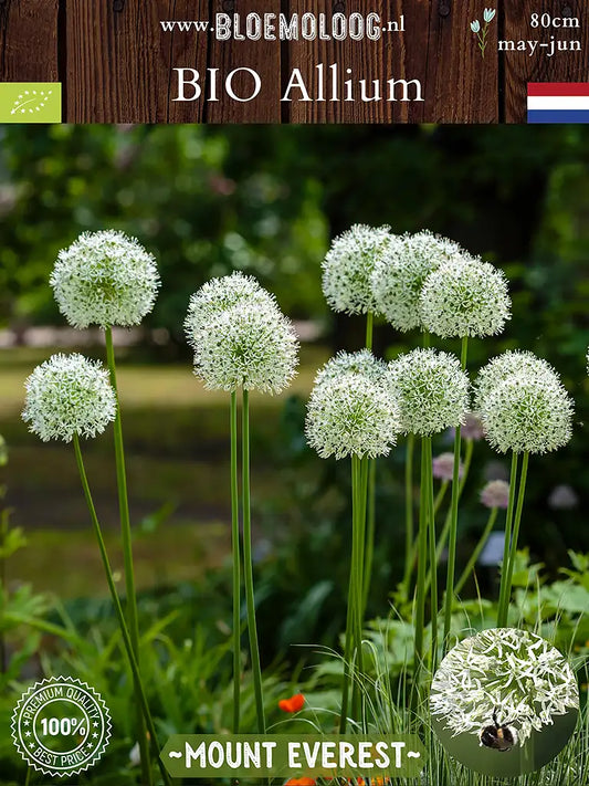 Biologische Allium Mount Everest – witte sierui – in bloei in tuin met tekstoverlay – bloeit mei-juni