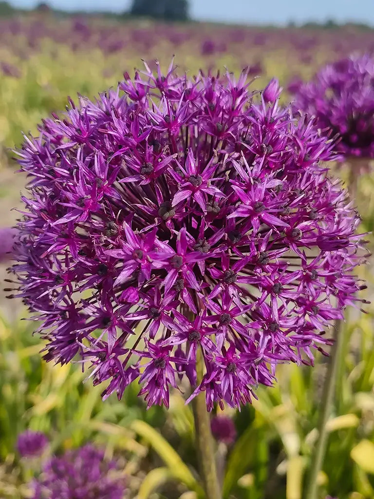 Biologische Allium ‘Purple Sensation’ grootbloemige close-up zonder tekstoverlay