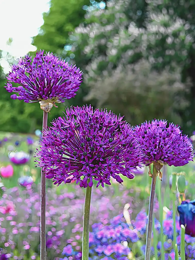 Biologische Allium ‘Purple Sensation’ close-up met kleinbloemige paarse bloemen zonder tekstoverlay