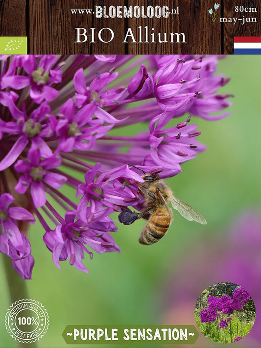 Zijkantaanzicht van Allium ‘Purple Sensation’ met bij – biologische sierui – 80 cm hoog – bloei mei-juni – met tekstoverlay