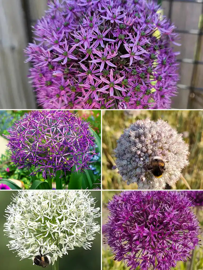 Collage van vijf biologische alliums: ‘Gladiator’, ‘Christophii’, ‘Ping Pong’, ‘Mount Everest’ en ‘Purple Sensation’.