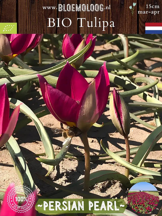 Close-up van Tulipa 'Persian Pearl' met goudgeel hart