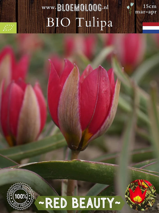 Bloemknop van Tulipa humilis 'Red Beauty