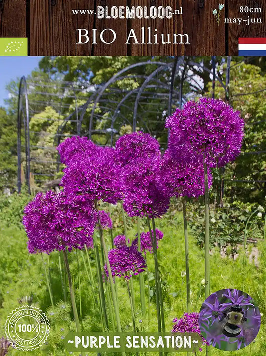 Detailfoto van grootbloemige Allium Purple Sensation in tuin – bloei mei en juni – hoogte 80 cm – met overlay