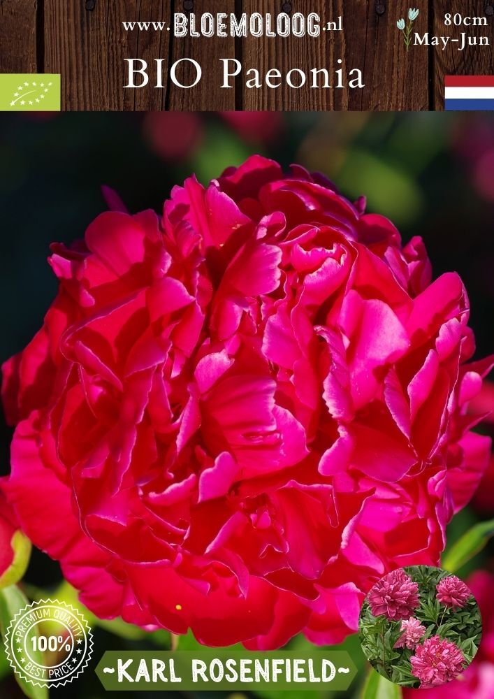 Bio Paeonia lactiflora 'Karl Rosenfield' - Pioenroos