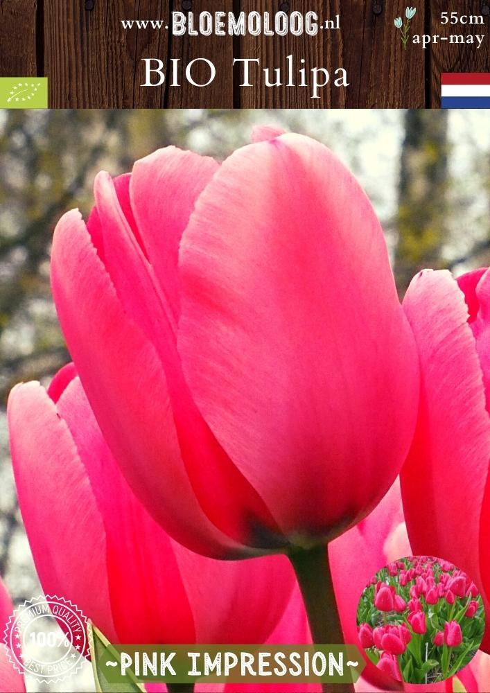 Biologische roze darwin-hybride tulp