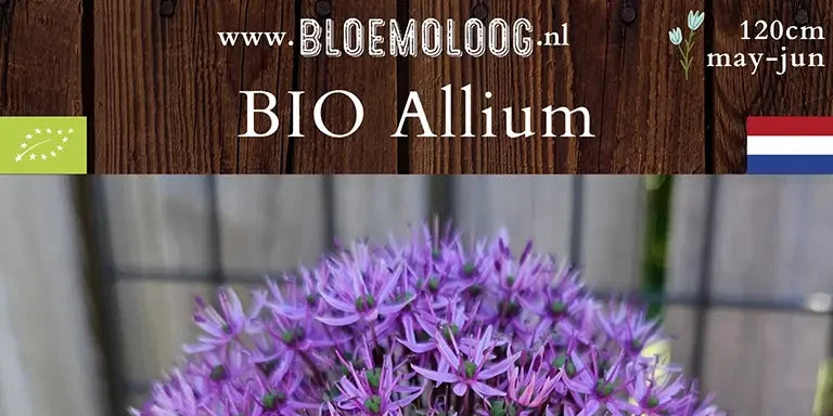 Bio Allium 'Gladiator' - Reuzenui