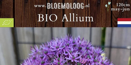 Bio Allium 'Gladiator' - Reuzenui