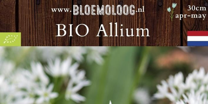 Bio Allium ursinum - Daslook | 5 st.