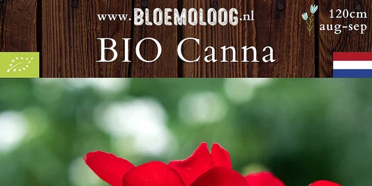 Bio Canna indica 'Red Dazzler'