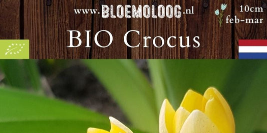 Bio Crocus chrysanthus 'Romance' (botanisch) | 10 st.