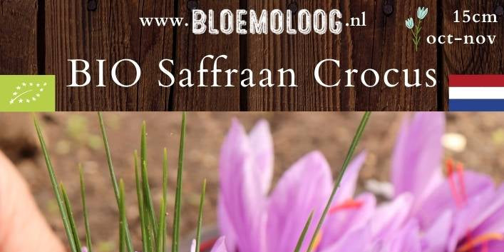 Bio Crocus sativus XXL - Saffraankrokus | 7 st.