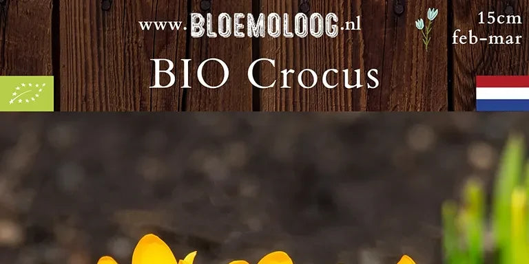 Bio Crocus flavus 'Golden Yellow' | 10 st.