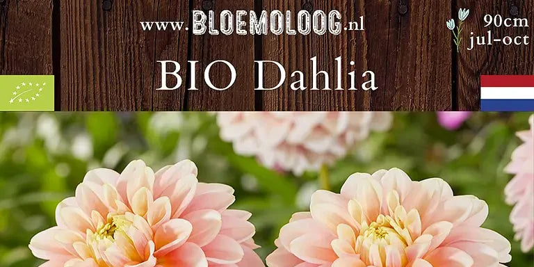 Bio Dahlia 'Giovanna'