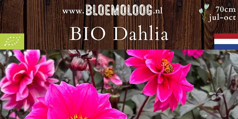 Bio Dahlia 'Ismay'