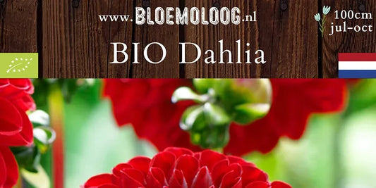 Bio Dahlia 'Viking'