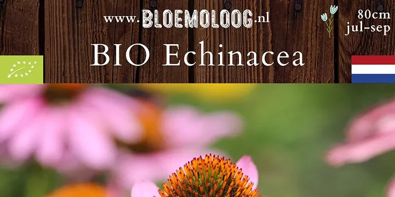 Bio Echinacea purpurea 'Magnus' - Zonnehoed | 3 st.