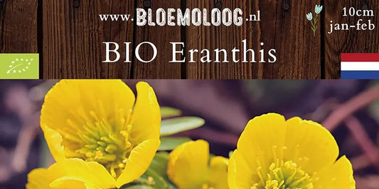 Bio Eranthis cilicica - Fijngekraagde winterakoniet | 10 st