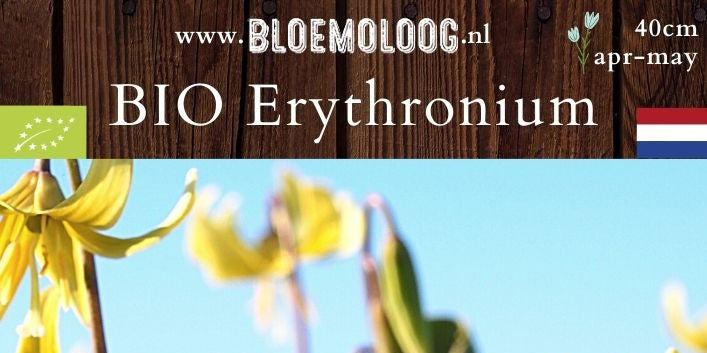 Bio Erythronium dens-canis 'Pagoda' - Gele hondstand | 3 st.