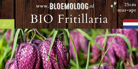Bio Fritillaria meleagris - Kievitsbloem | 10 st.