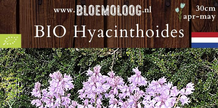 Bio Hyacinthoides hispanica 'Roze' - Boshyacinten | 10 st.